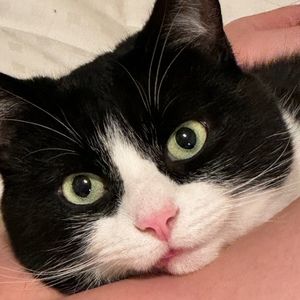 Meet your Posher, Kenneth